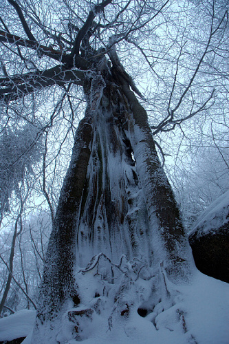 Stařec