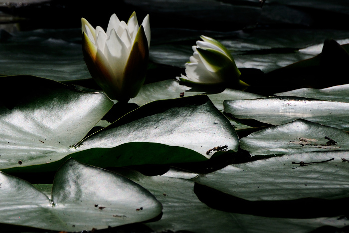 Česká Amazonie - Leknín bílý (Nymphaea alba)