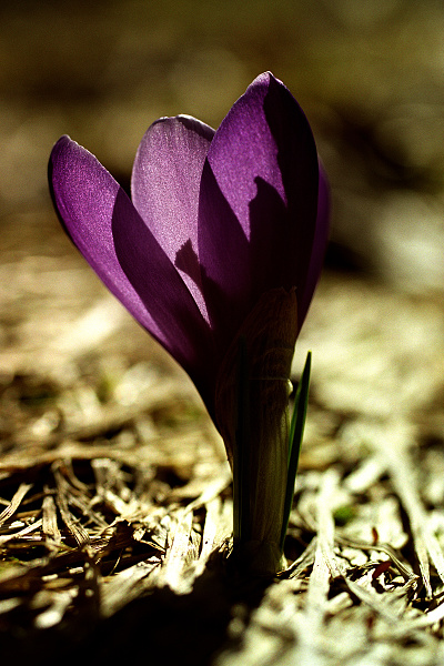 Šafrán Heuffelův (Crocus heuffelianus)