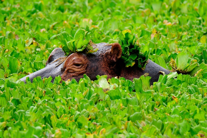 Hyacintové království