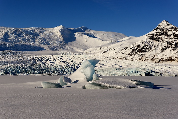 Islandská fauna