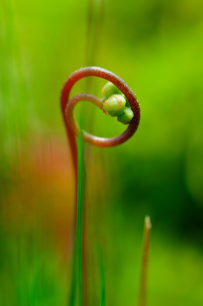 Drosera rotundifolia