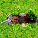 Hyacintové království