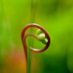 Drosera rotundifolia